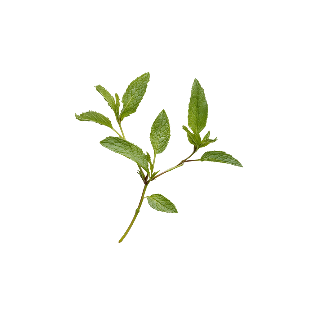 <strong>Melissa officinalis</strong>